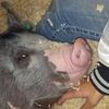 farmerbarr